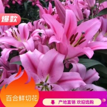 进口香水百合颜色齐全保证品种发货量大优惠