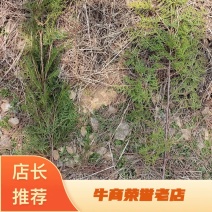 山东15公分黑松大树造型树绿化工程提供技术指导