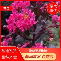 紫薇小苗，三红紫薇，红火箭，丛生小苗，单杆小苗大量出售！