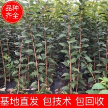 樱花苗，当年嫁接的晚樱苗，基地直销！数量有限！
