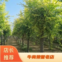 山东榆树金叶榆，规格齐全，自家苗圃欢迎咨询