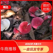 红菇干货河南优质2021新货一手货源价格优惠