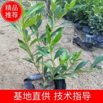 福建省漳州市供应绿庭院设计，桅子花，家里公司栽种必备