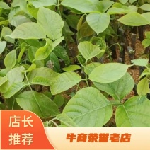 鸡血藤苗，高丰产，包技术，包回收！