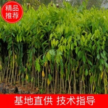 沉香苗，各种规格齐全，基地直供，大量货源