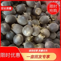 桃金娘苗，农户价直售，长期提供技术支持欢迎大家采购