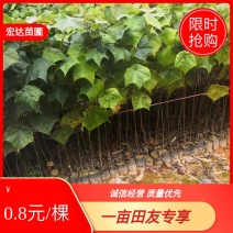 基地直供壳菜果，名又叫米老排，长期供应优质苗木