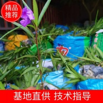 翠芦莉福建省漳州市供应绿化庭院设计，翠芦莉！大量供应袋苗
