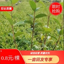桃金娘苗，大量供应桃金娘杯苗。长期供应优质苗木