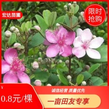 桃金娘苗，桃金娘杯苗，场地直销量大价格从优欢迎下单购买。