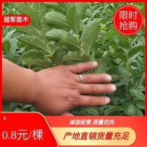 高钙果苗1-3年生，欧李，农大系列钙果苗，