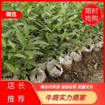 吉林精品钙果杯苗欧李杯苗基地直发品质保证一手货源