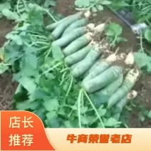 水果萝卜，潍县萝卜，潍坊水果萝卜产地，地头装车，人工免费
