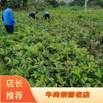 广西番石榴苗白心红心番石榴苗，产地直销一手货源价格美丽。