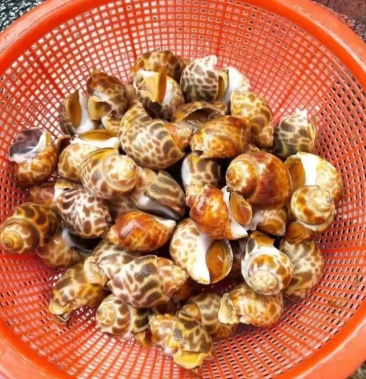 [东风螺批发]东风螺,鲜活吐沙速冻花螺,无臭子,保证质量,量大从优价格