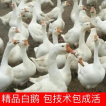 【鹅】正宗白鹅8~10斤养殖基地直供提供技术