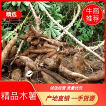 公司农场木薯，精品推荐，产地直销，一手货源。