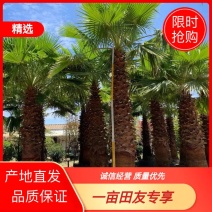 杆高4米自然高度6米老人葵（华盛顿棕榈）华棕价格