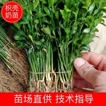 积壳苗积壳奶苗积壳芽苗积壳砧木保湿包邮发货
