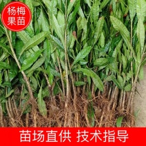 批发杨梅苗杨梅实生小苗，野生未嫁接的土杨梅苗，杨梅砧木苗
