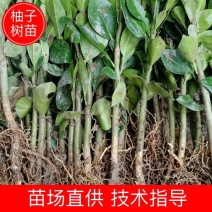 供应酸柚实生苗酸柚树苗柚子小苗柚子砧木苗
