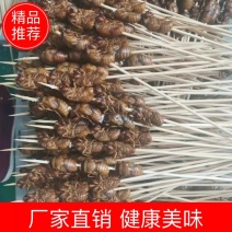 阜阳金蝉串，新鲜知了猴串，烧烤批发市场供货，质量保证