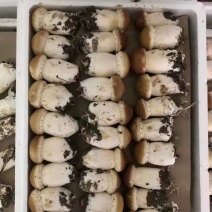 【精选】四川大球盖菇大量上市欢迎各位老板咨询订购