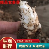 优质精品改良玄参芽、品质保证，货源充足，欢迎咨询