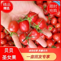 山东商河圣女果贝贝圣小番茄小柿子产地直发货量充足