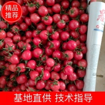 商河精品圣女果釜山88圣女果小番茄小柿子产地直发