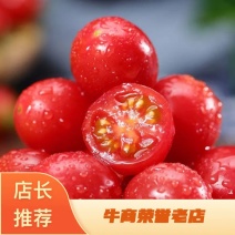 山东精品圣女果釜山88圣女果小柿子产地直发货量充足