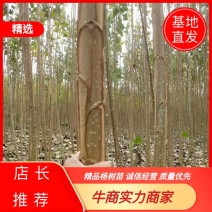 杨树苗，巨霸杨，南林3412，3804，鲁林九号，新69