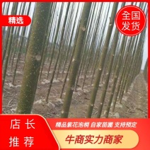 紫花泡桐，泡桐，四倍体泡桐，泡桐根桩，种根有量
