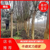 湖北精品紫薇苗1--15公分基地直发量大从优品质保证