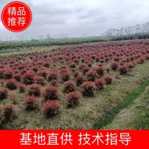 精品红叶石楠苗大小杯红叶石楠球红叶石楠树基地直发