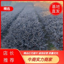 湖北精品红继木裸根苗杯苗红檵木球出售品质保证