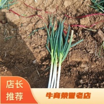 [牛]新野大葱，品质优良，价格便宜，欢迎合作！