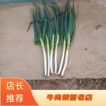 [牛]新野大葱，品质优良，价格便宜，欢迎合作。
