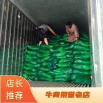 精品货源蒜薹金乡红帽蒜薹，冷库直销一吨起批