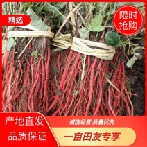 安徽丹参苗，改良丹参苗，成活率高产地直发品质保证