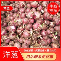 产地直销（红）紫皮80以上洋葱，口感甜，无辣感，快来买吧