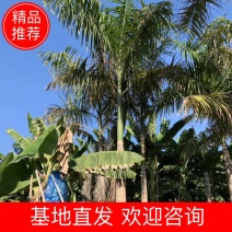大王椰子各种规格现货漳州大王椰子种植基地农户低价直销批发