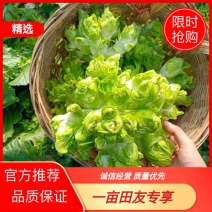 四川基地儿菜大量出货诚信经营品质保证速度联系我