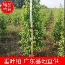 垂叶榕佛山基地直销一手货源，基地直发，绿化灌木