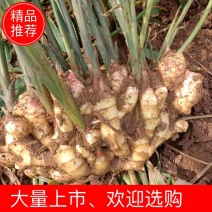 安丘优质红芽鲜姜，窖存库姜大量有货，产地直供，一手货源。