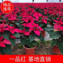 基地直销各类苗木一品红，基地直销，价格优惠
