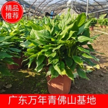 广东万年青佛山基地直销一手货源，长青绿植