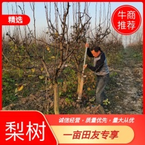 5～40公分梨树大量有货，具体规格要求电话详谈