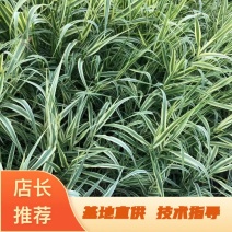 花叶芦竹芦竹盆栽花叶芦竹白洋淀瑞荷水生植物