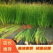 水葱水葱苗盆栽水葱白洋淀瑞荷水生植物